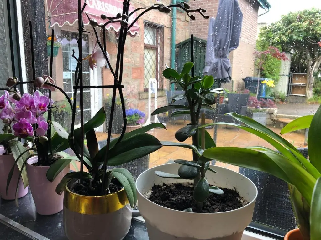 three potted plants sitting on a window sill at Carisbrooke Guest House in Inverness