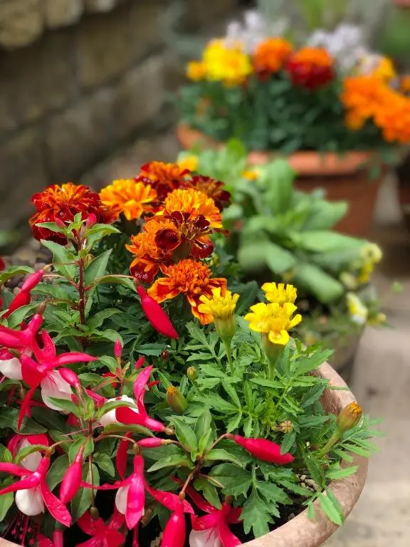 a bouquet of colorful flowers in a pot at Carisbrooke Guest House in Inverness