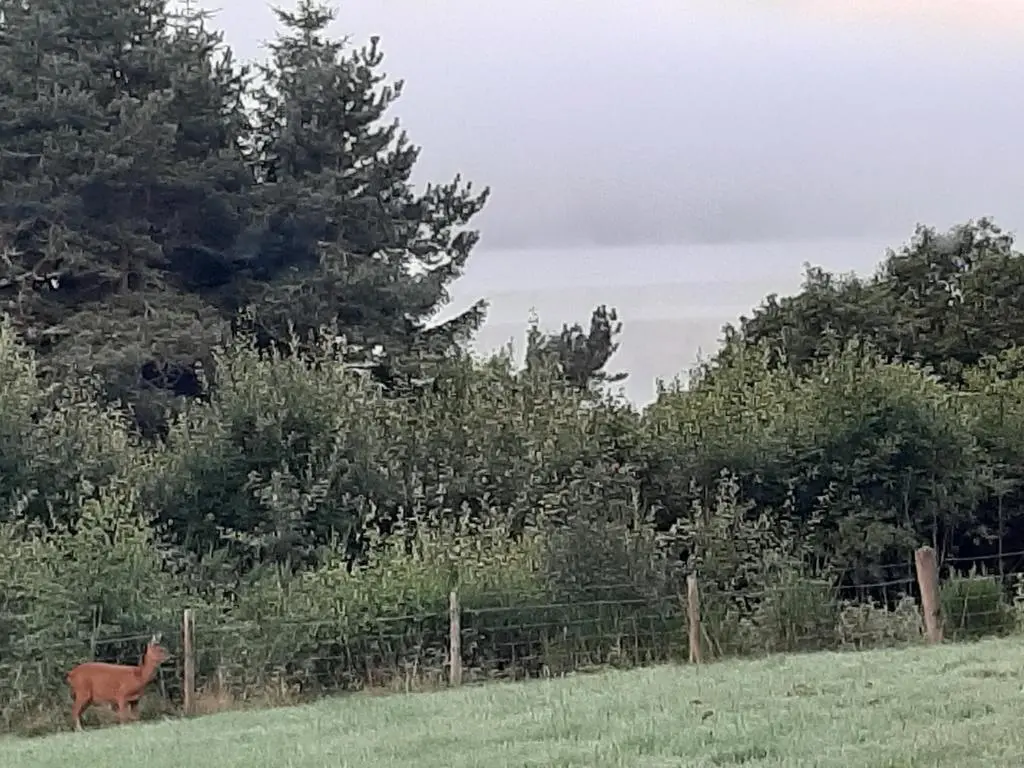 a deer standing in a field next to a fence at High March in Drumnadrochit