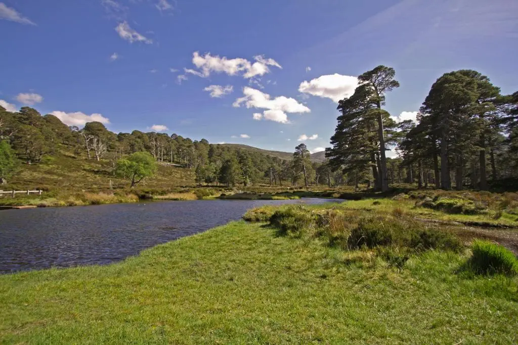 a river with a grassy field next to a forest at Ballater Hostel in Ballater