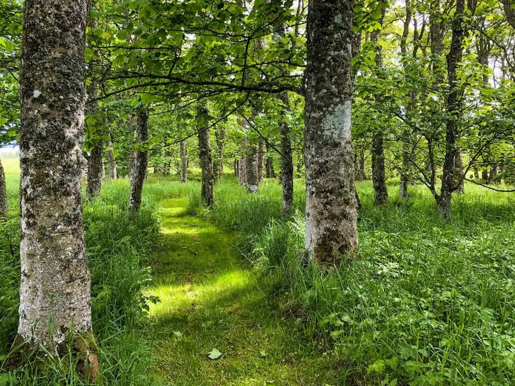 a path through a forest with trees and grass at The Gate Lodge in Latheron
