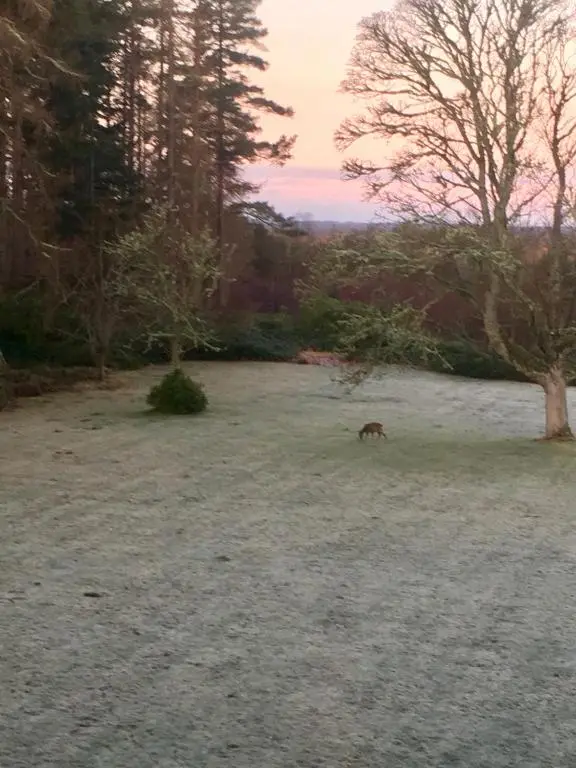 a dog standing in a field of grass at Blervie House in Forres