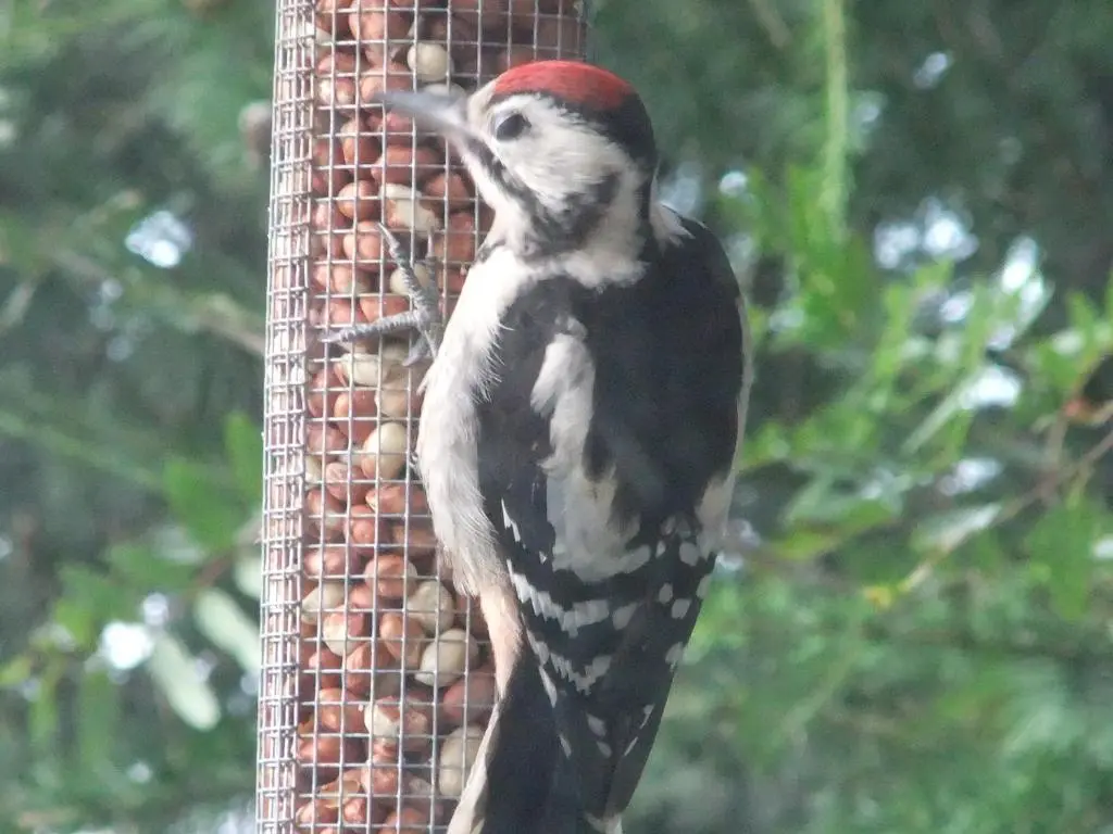 a bird is standing on a bird feeder at Foyers Roost in Foyers