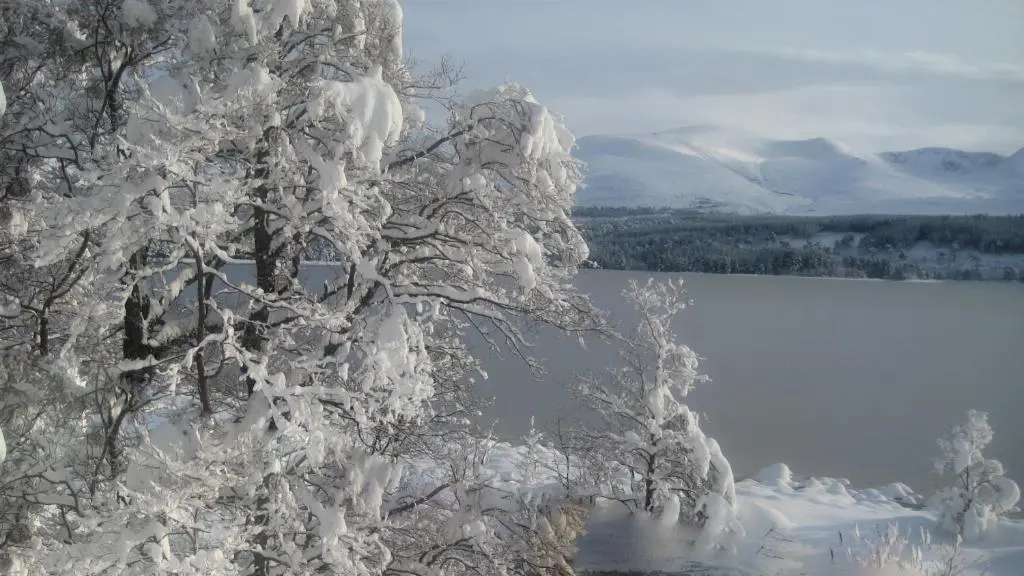 a tree covered in snow next to a lake at Hector's House in Aviemore