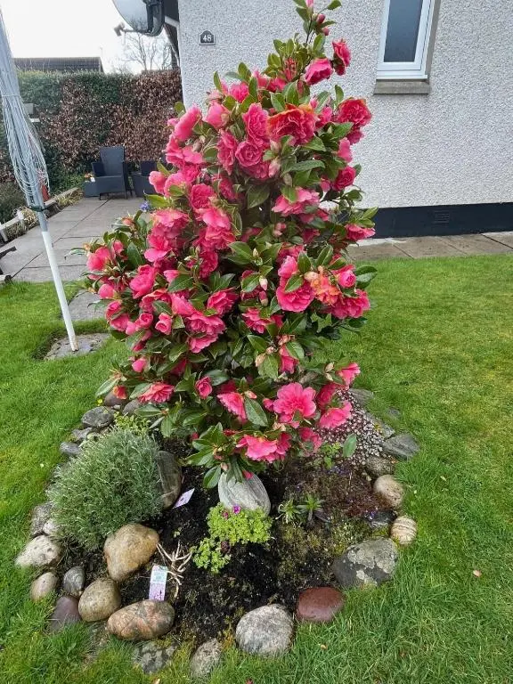 a bush of pink flowers in a yard at Hillside View, Inverness in Inverness