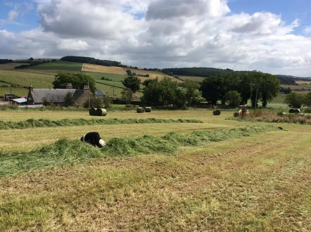 a cow laying in a field with hay at Broadsea in Inverurie