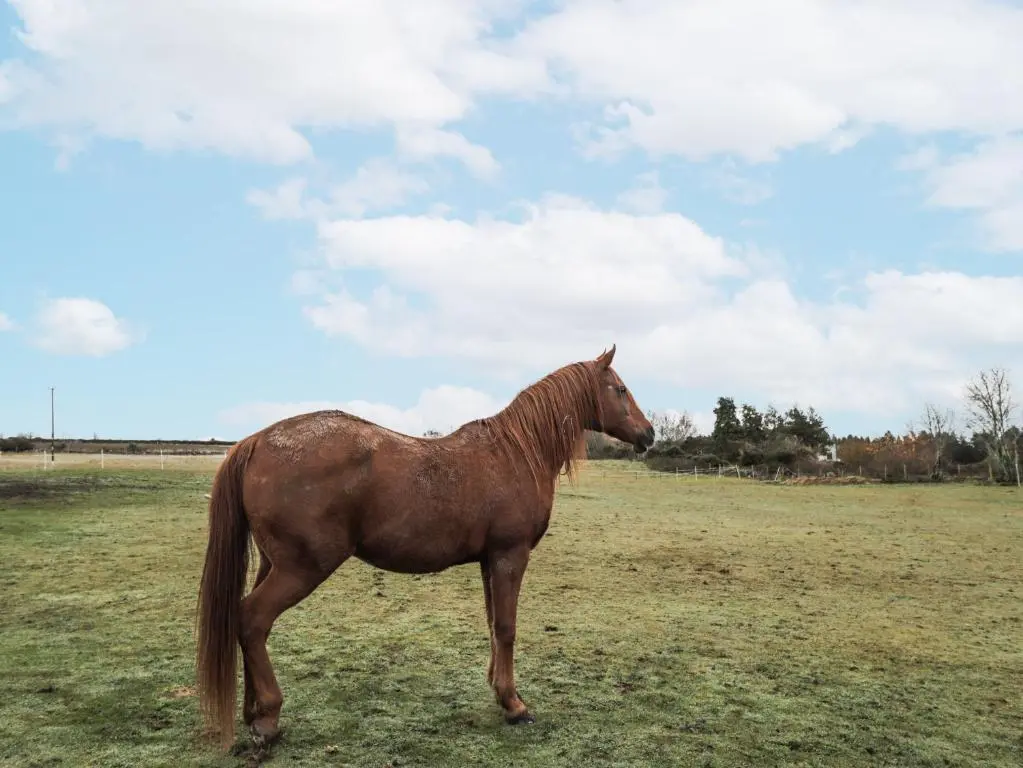 a brown horse is standing in a field at The Croft House in Muir of Ord