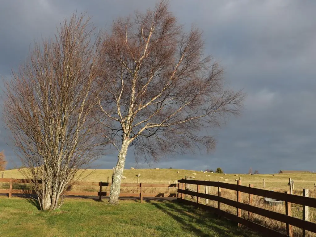 a tree in a field next to a fence at Bogairn in Carron