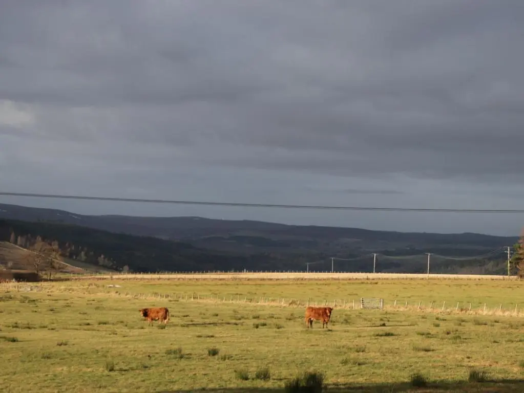 two brown cows standing in a field of grass at Bogairn in Carron
