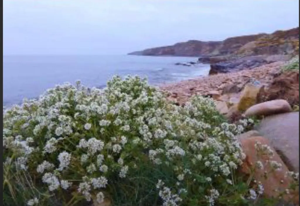 a bush with white flowers next to the ocean at BalMara in Hopeman