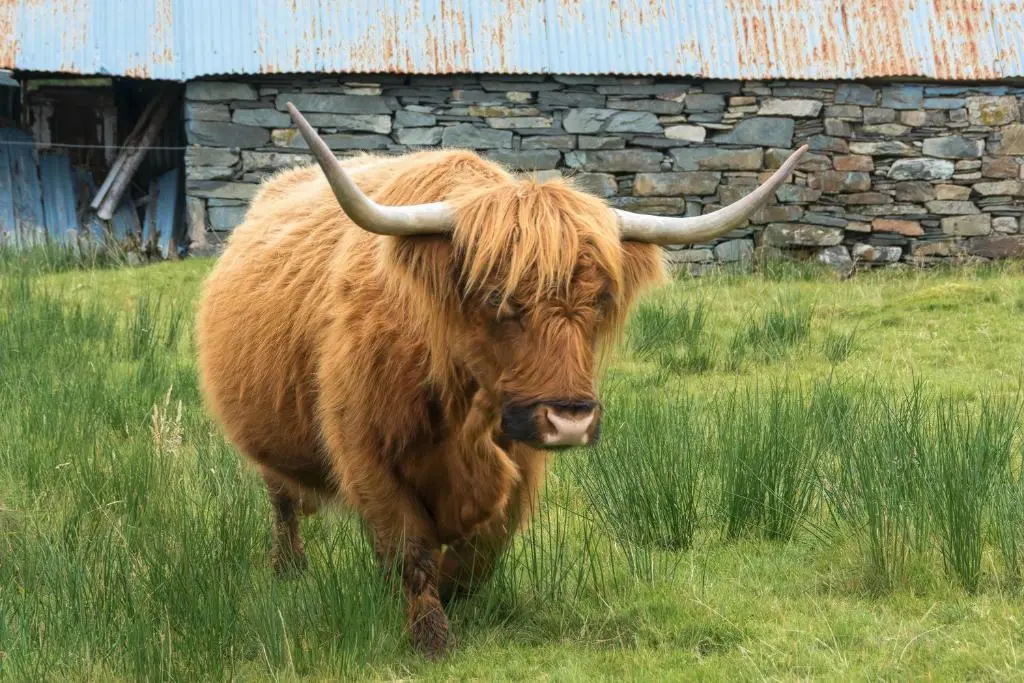 a brown bull with horns standing in a field at Lann Dearg Studios in Invermoriston