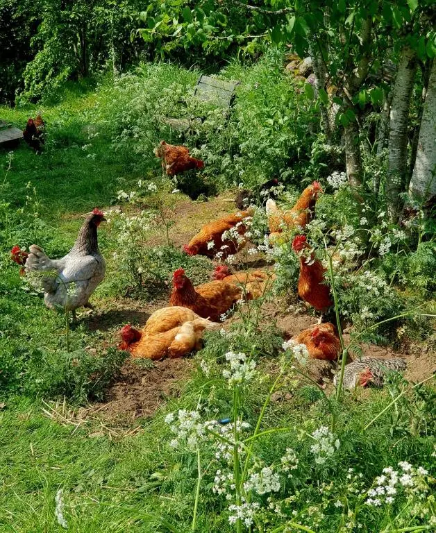 a group of chickens laying in the grass at Cairn Leuchan in Ballater