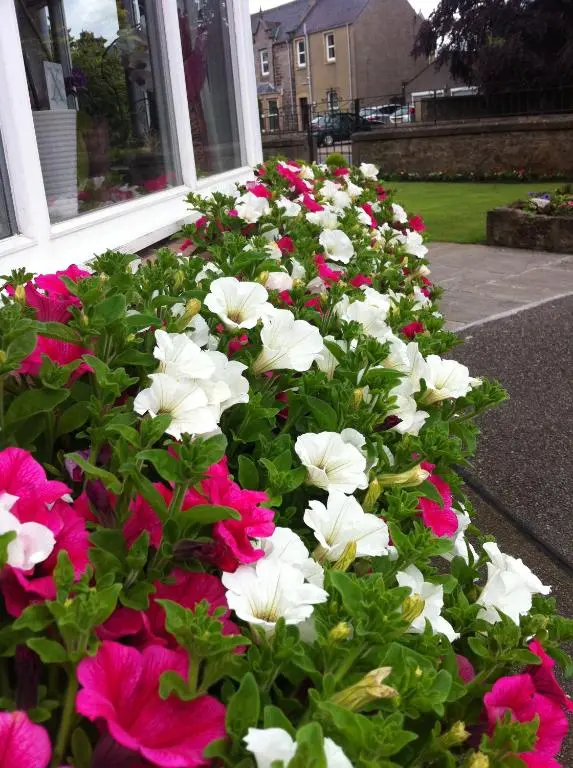 a bunch of white and pink flowers in front of a window at Sunninghill Hotel in Elgin