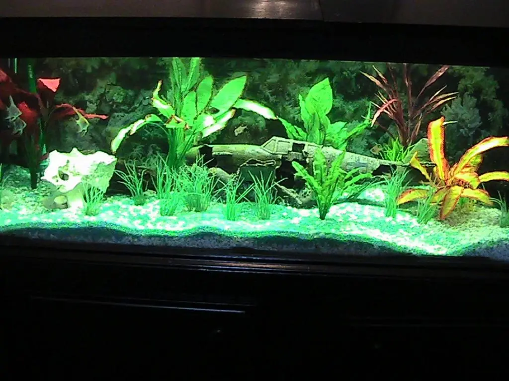 a fishtank with a aquarium with a fish at Avondale House in Kingussie