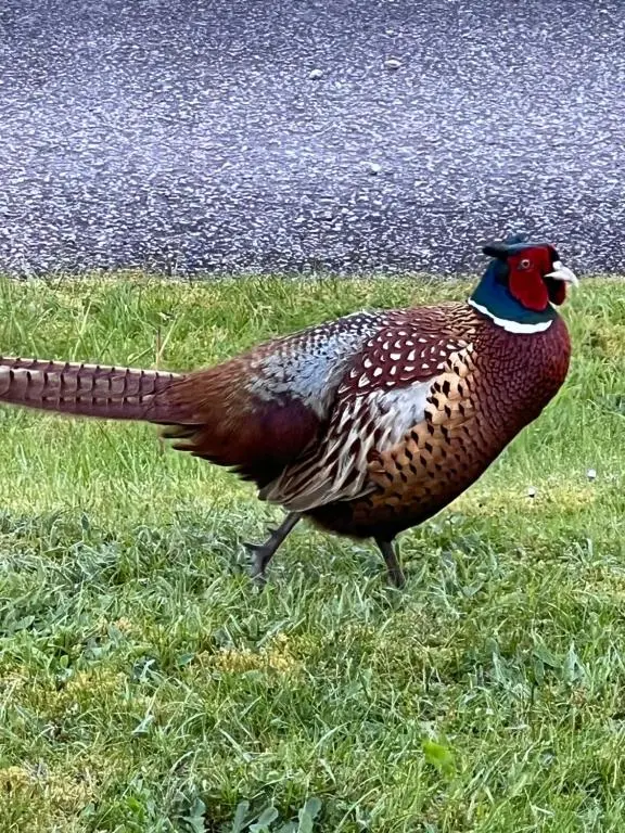 a peacock standing in the grass next to a road at Carn A Chuilinn House in Fort Augustus