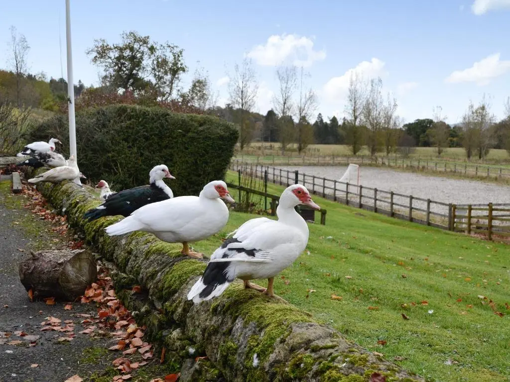 a group of ducks standing on a stone wall at Inverchroskie Cottage in Enochdhu