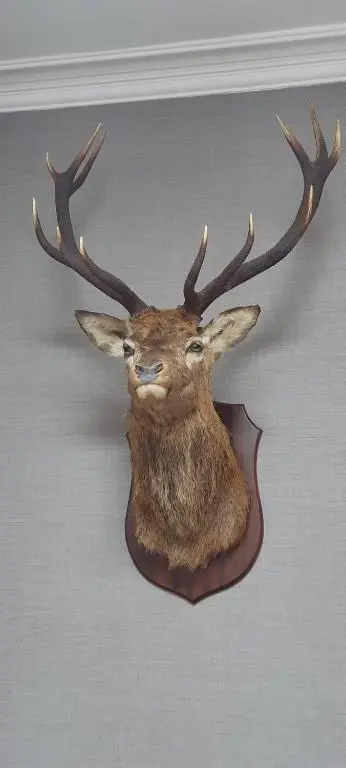 a fake deer head hanging on a wall at No 45, Ballater in Ballater