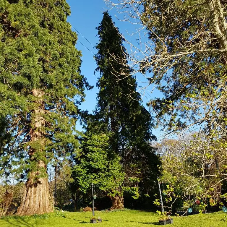 two tall trees in a park with green grass at Kilmichael House in Drumnadrochit