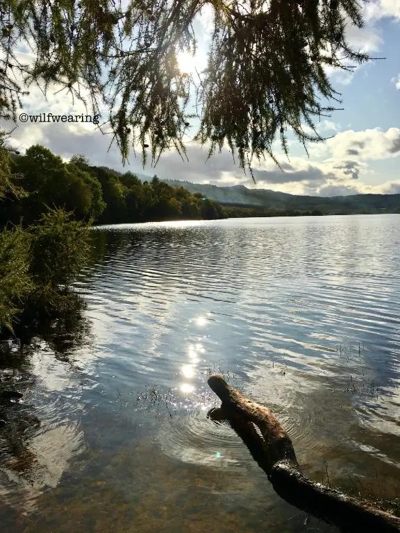 a tree branch sticking out of a body of water at Forest View - Adults Only - Maximum 2 Guests in Drumnadrochit