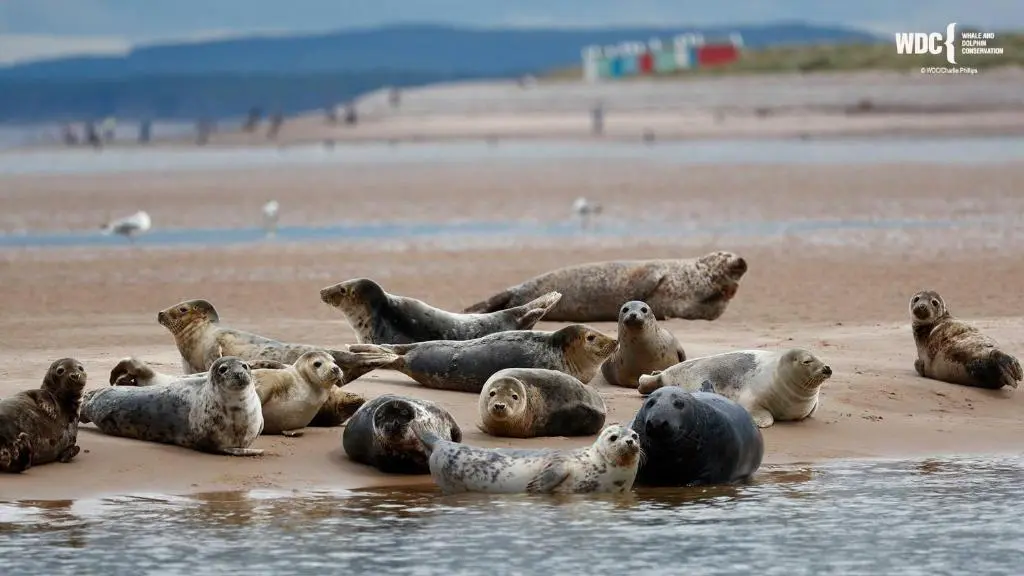 a group of seals on a beach near the water at Whisky Cottage in Inverness