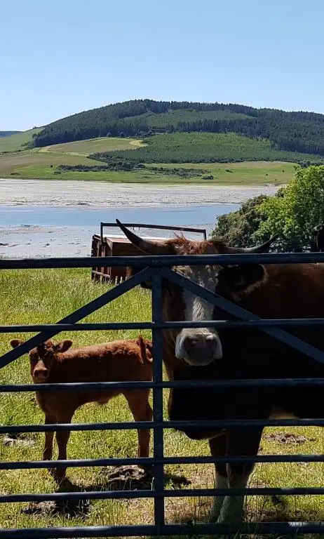 two cows standing in a field behind a fence at No.3 On The Square in Beauly