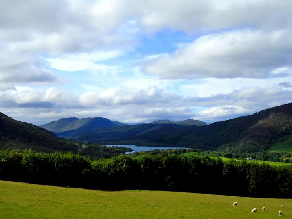 a group of sheep grazing in a field with a lake at Fairburn Activity Centre in Contin