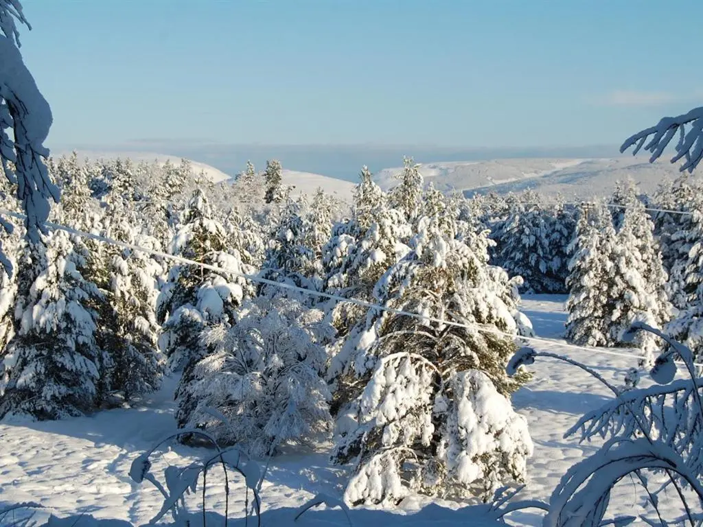 a group of trees covered in snow at Glenan Lodge Self Catering in Tomatin