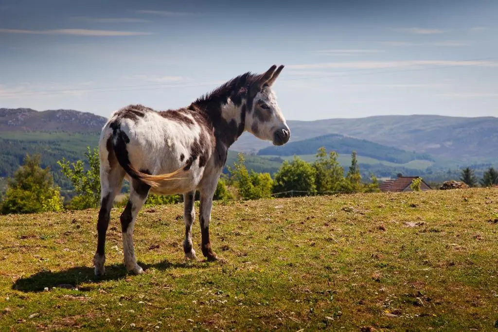 a brown and white horse standing on a grassy hill at Belforte House Holiday Home in Inverness
