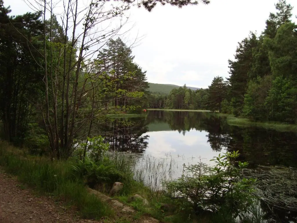 a view of a lake in the middle of a forest at Willowbank in Grantown on Spey