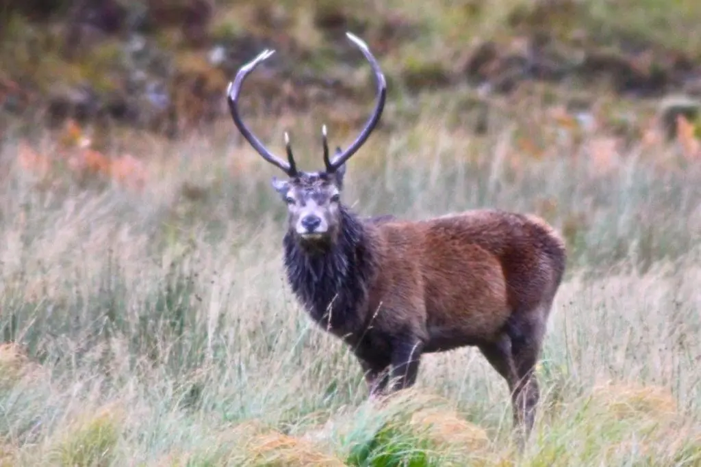 a large antelope standing in a field of tall grass at The Albert Inn in Nairn