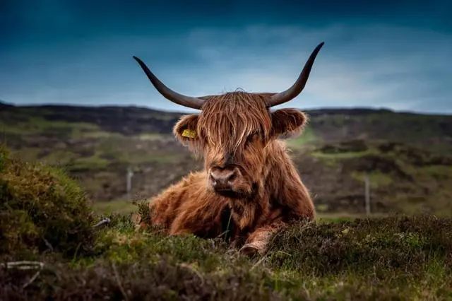 a brown bull with horns laying in a field at Kindale House in Helmsdale