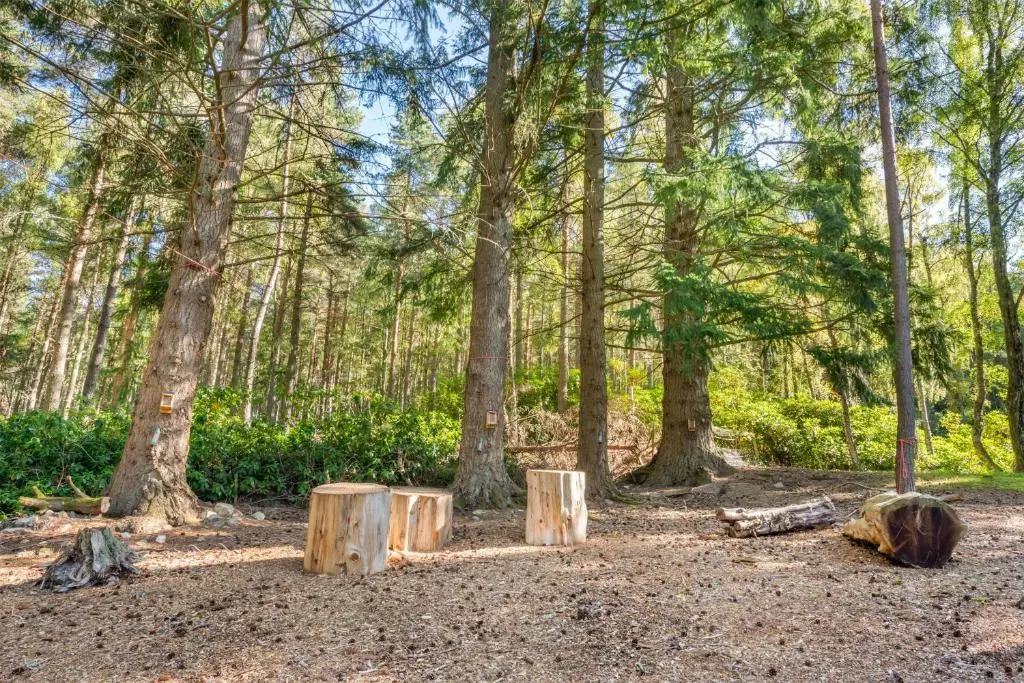 a group of tree stumps in a forest at Hilton Grand Vacations Club Craigendarroch Suites Scotland in Ballater