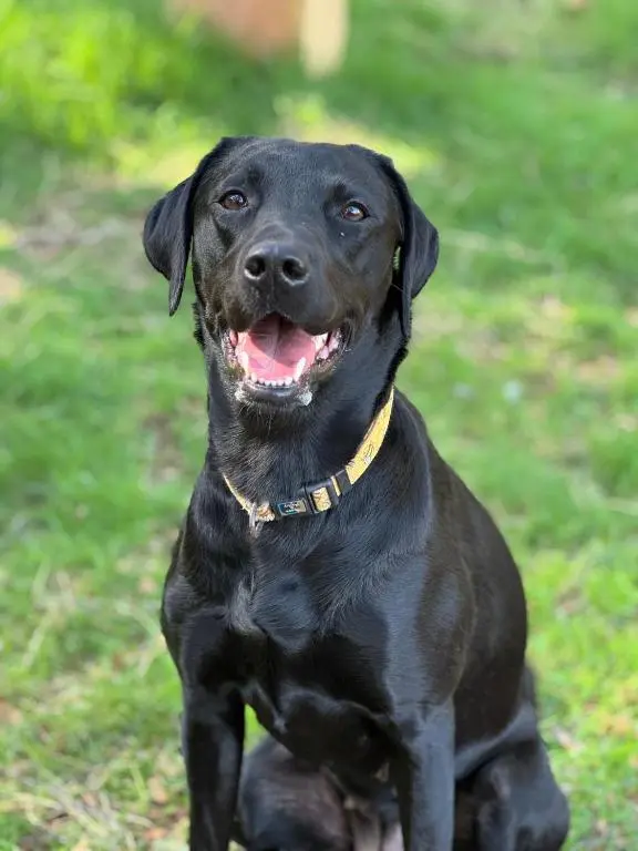 a black dog sitting in the grass with its mouth open at Poppy Lodge in Boat of Garten