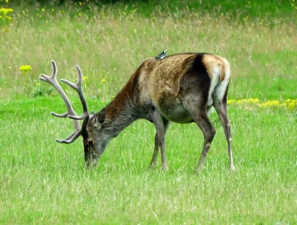 a deer with antlers grazing in a field of grass at Ridgewood Apartment in Drumnadrochit
