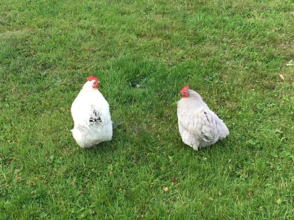 two chickens standing in the grass in a field at Ridgewood Apartment in Drumnadrochit