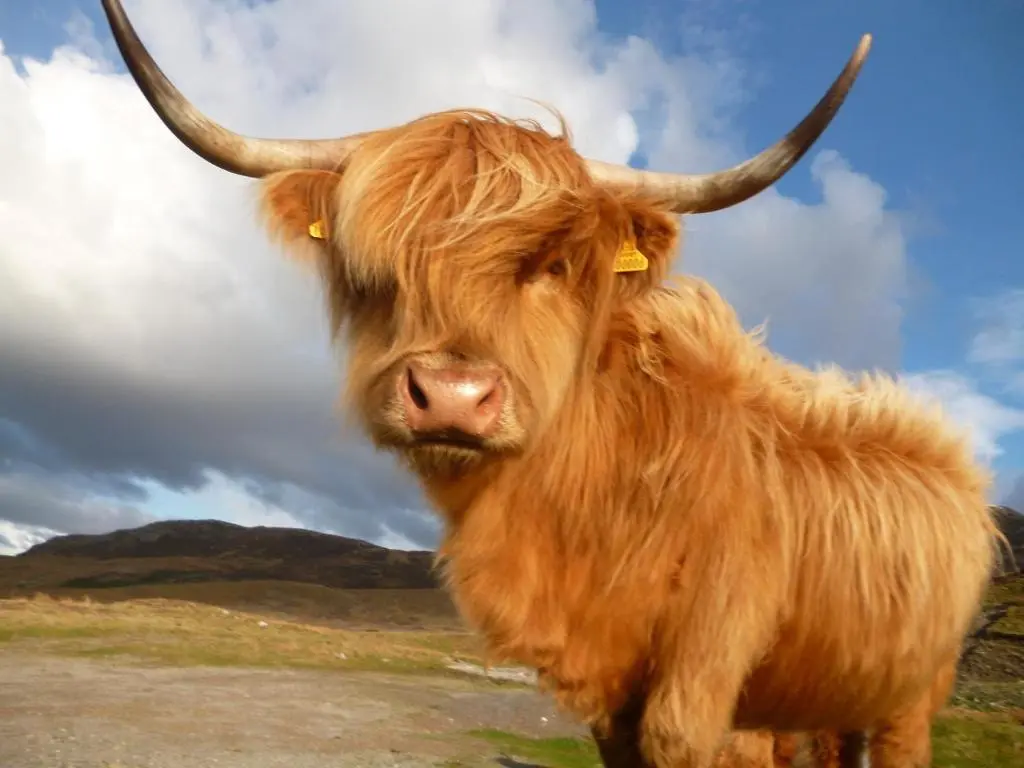 a cow with horns standing in a field at Silver Key Apartments in Inverness