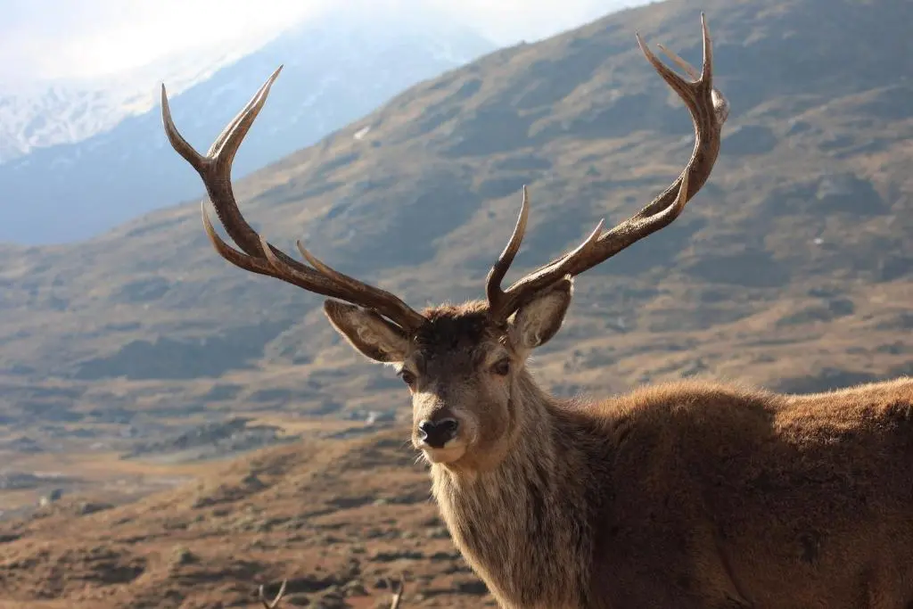 a deer with large antlers standing in front of a mountain at Silver Key Apartments in Inverness