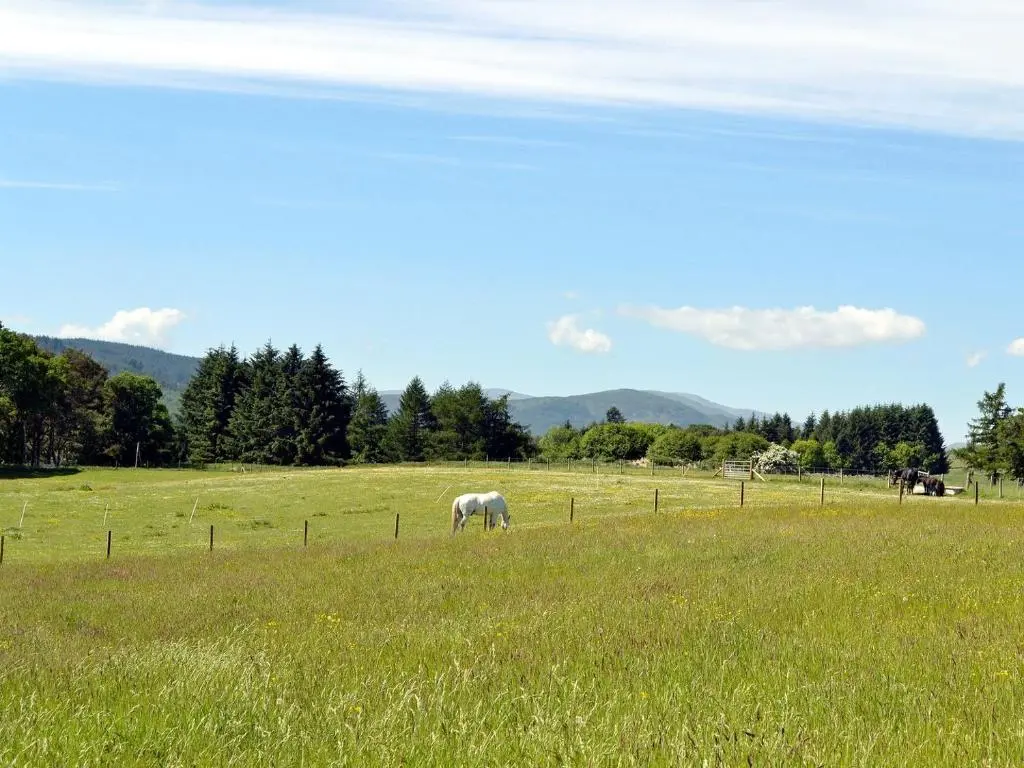 a white horse grazing in a field of grass at The Wee Cabin - Uk5856 in Kirkmichael