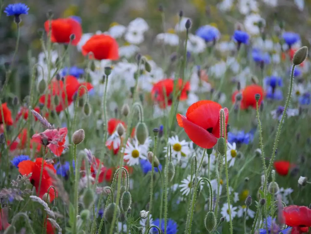 a field of red and blue and white flowers at Wester Blackpark Farm in Inverness