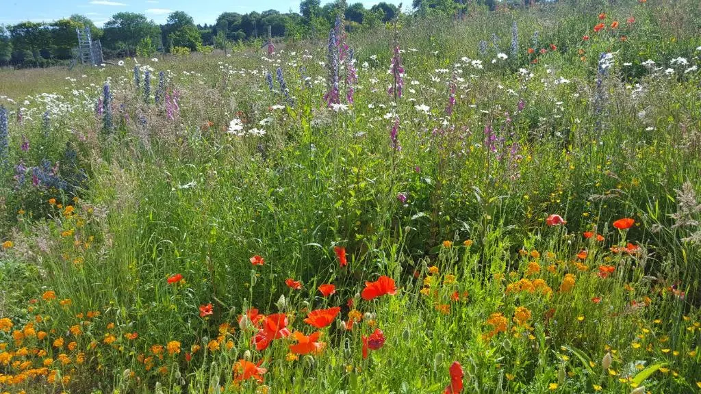 a field filled with lots of colorful flowers at Wester Blackpark Farm in Inverness