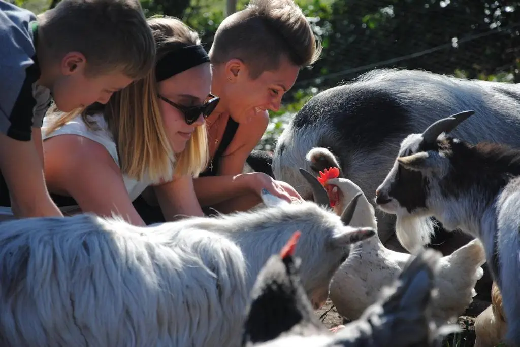 a group of people looking at goats and sheep at Delny Glamping and Farm Animals in Invergordon