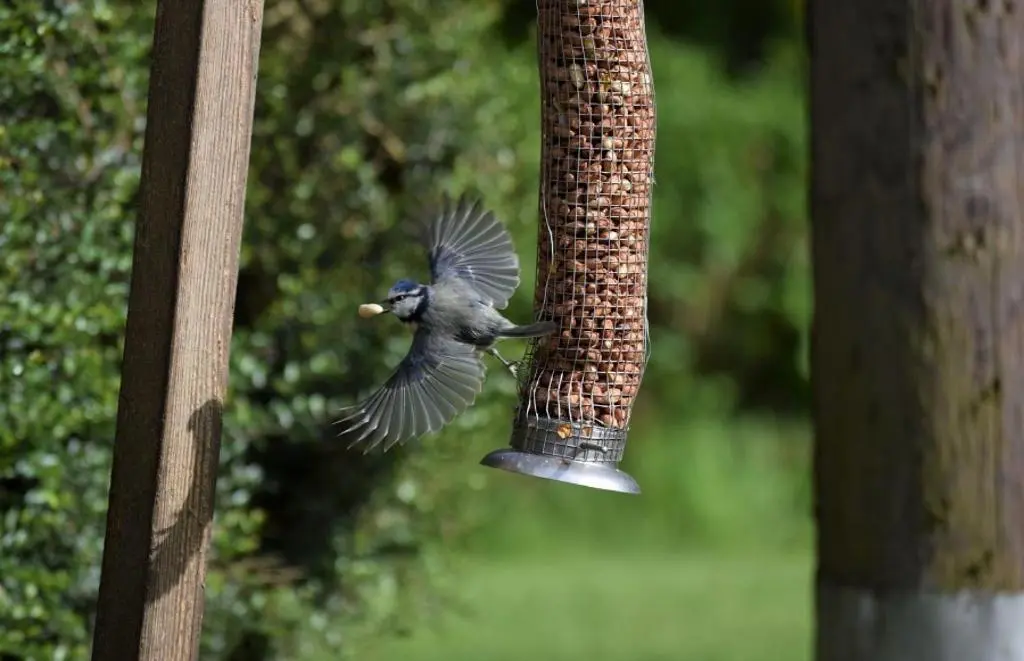a bird eating out of a bird feeder at Craig Cottage in Banff