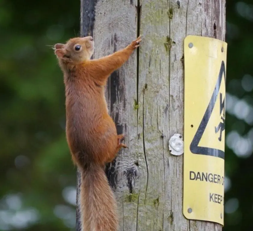 a red squirrel climbing onto a wooden pole at Craig Cottage in Banff