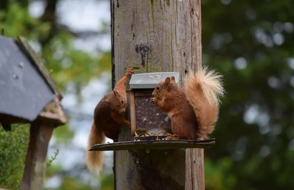 two squirrels eating food out of a bird feeder at Craig Cottage in Banff