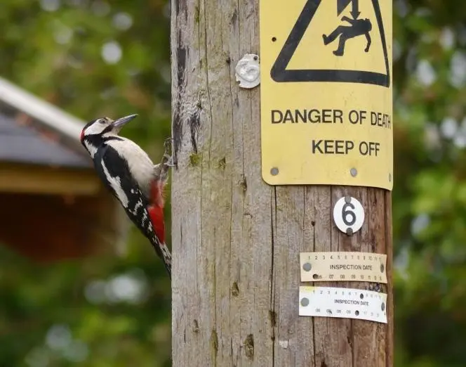 a bird perched on a wooden pole with a danger sign at Craig Cottage in Banff