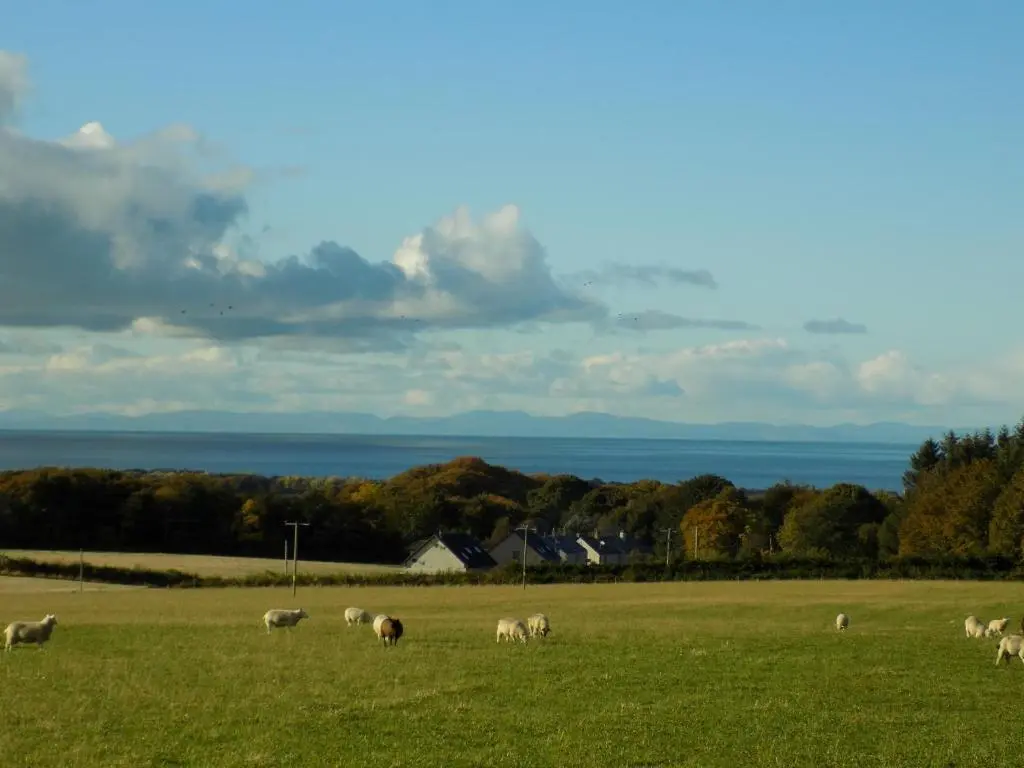 a herd of sheep grazing in a field at Greencraig Pods in Buckie