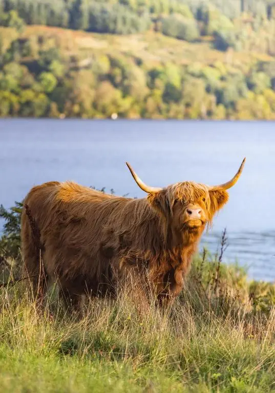 a brown cow standing in the grass near a body of water at Loch Ness Cottage in Fort Augustus