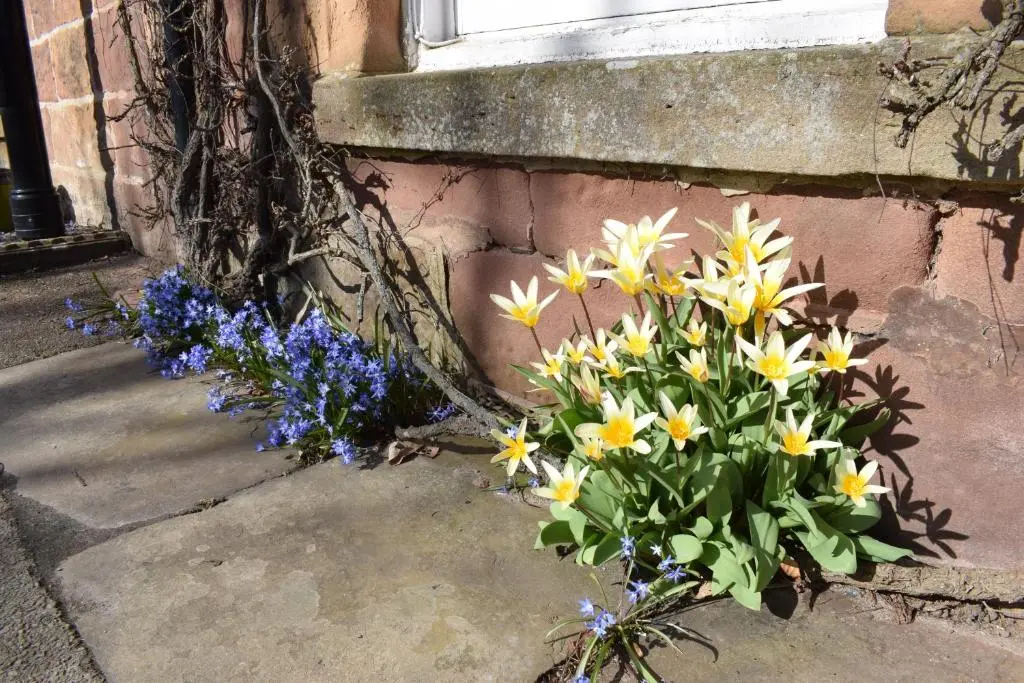 a bouquet of yellow and blue flowers next to a window at 3 St Gilbert Street in Dornoch