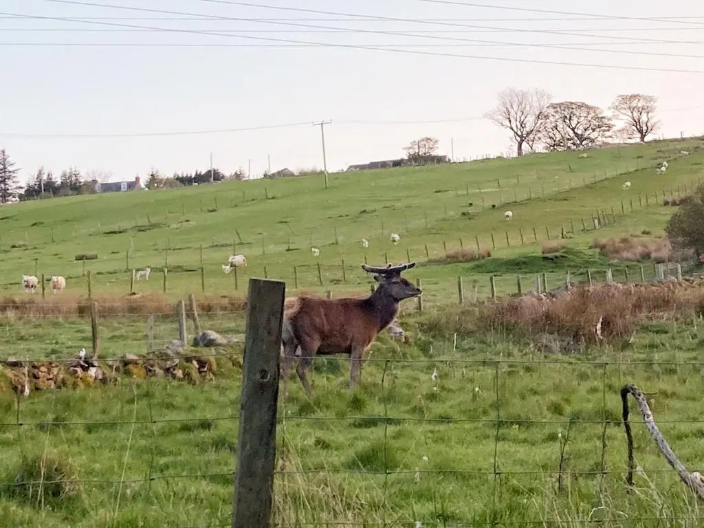 a cow standing in a field behind a fence at Farr in Helmsdale