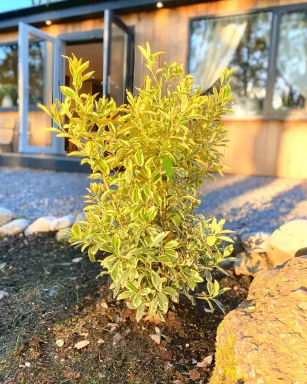a small green bush in front of a house at Druid House Lodge in Inverness